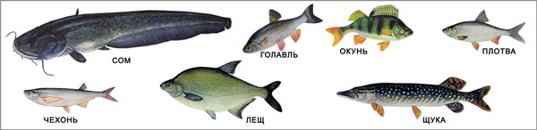 Рыбы наших рек - сом, голавль, окунь, плотва, чехонь, лещ, щука, 